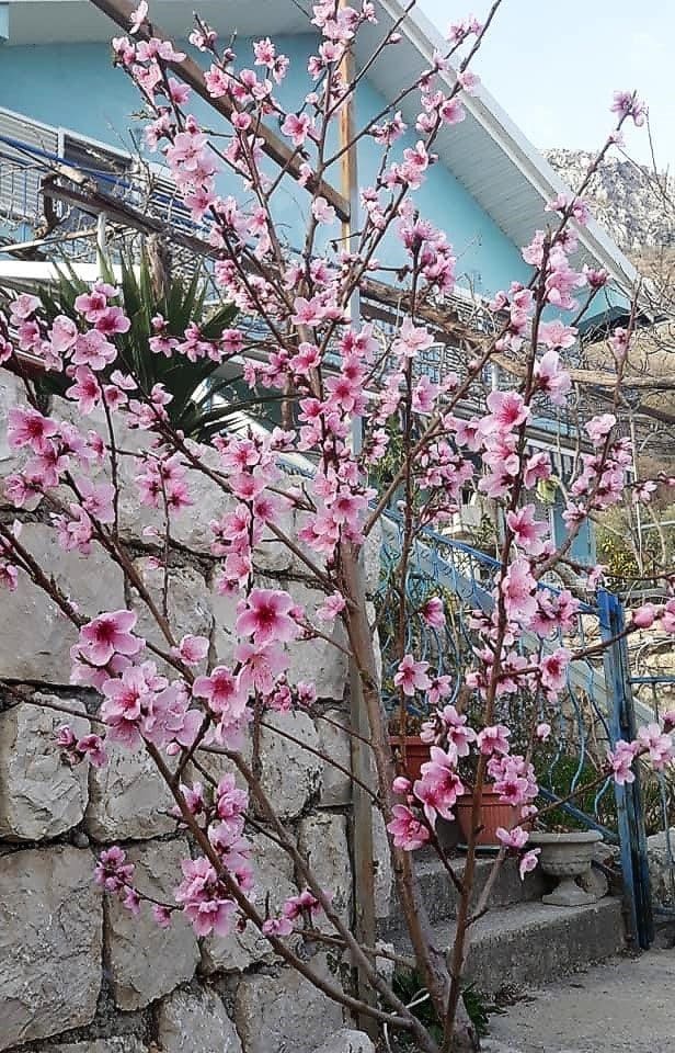 House with garden for sale in Bar — Montenegro